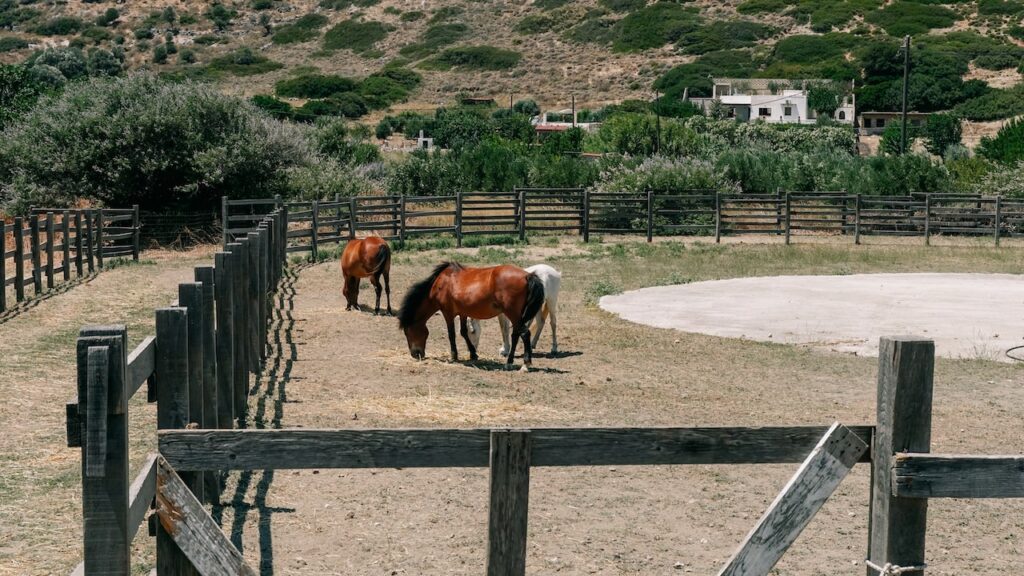 A photo of the iconic Skyrian ponies in Skyros island, Greece