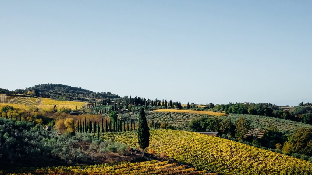 A photo of typical landscape in Tuscany, showing vineyards just outside Siena, Italy