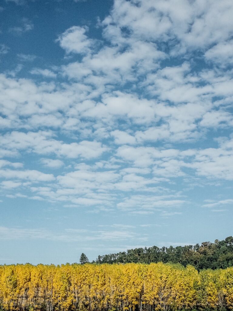 Vineyards and blue sky is the perfect setup for an agriturismo In Tuscany holiday