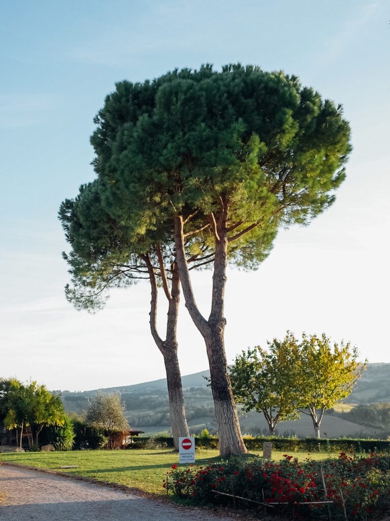 A tree outside an agritourism farmhouse in Tuscany