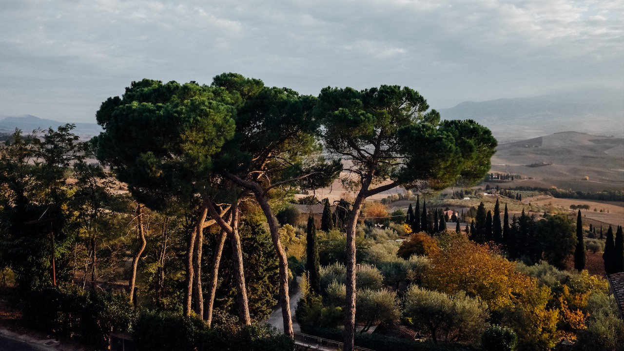Trees at the Val d'Orcia valley in Tuscany, one of the best places for agritourism