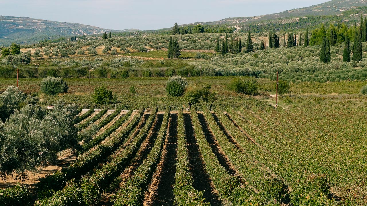 Vineyards in Nemea, the wine region of Greece, are a must-see for you Eastern Peloponnese Road Trip