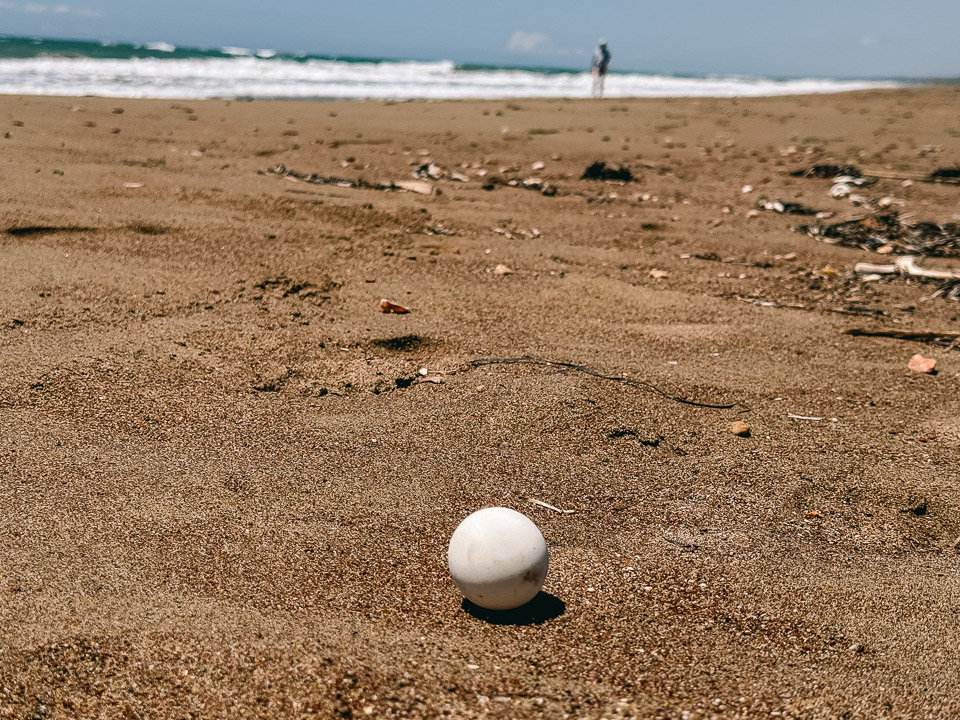 A Caretta Caretta egg in the Peloponnese