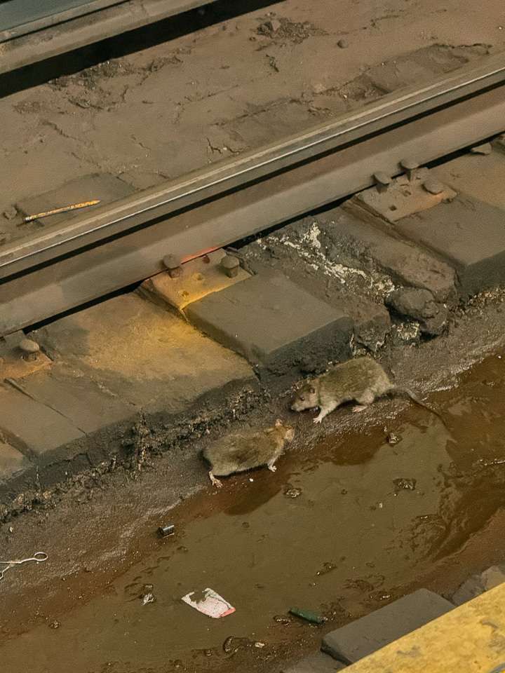 Mice in the NYC subway - iPhone For Travel Photography